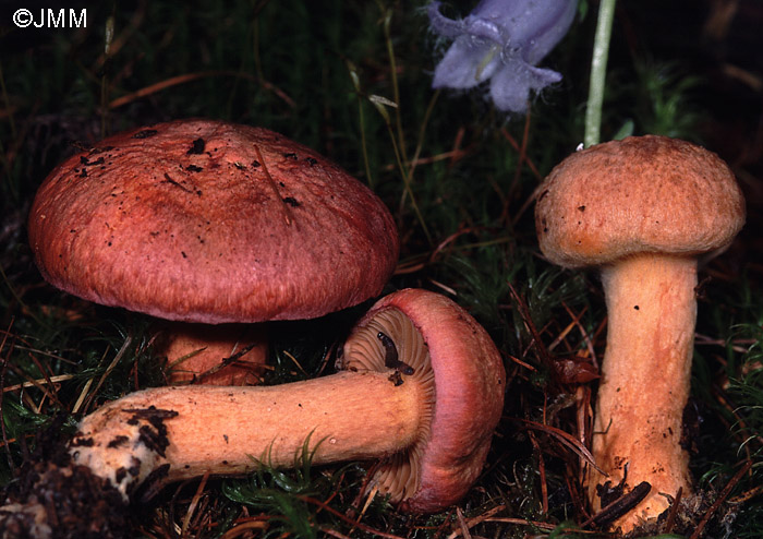 Таксоны грибов