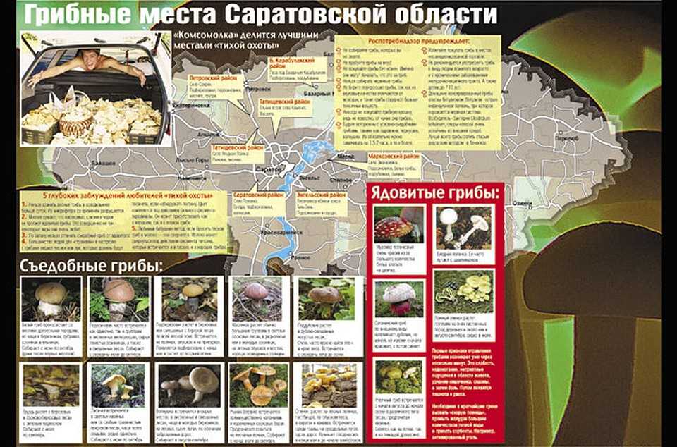 Грибы в саратовской области в 2023 году: грибные места, съедобные и ядовитые на фото, форум