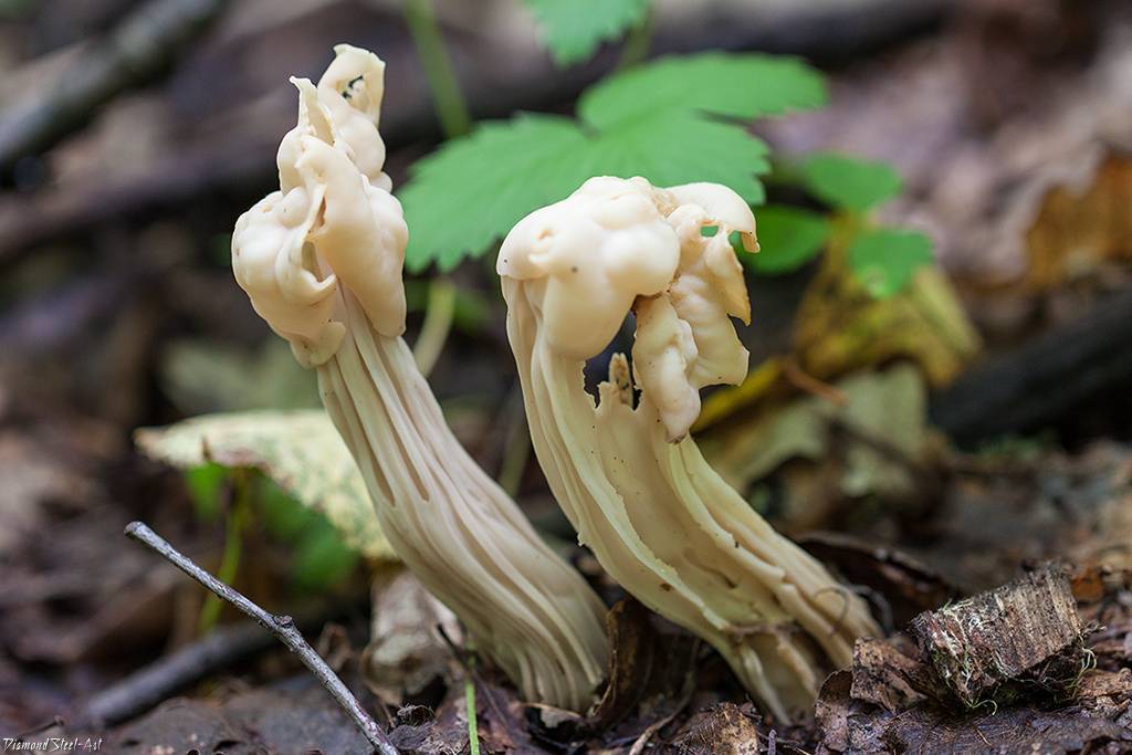 Лопастник курчавый – редкий и необычный гриб | огородники