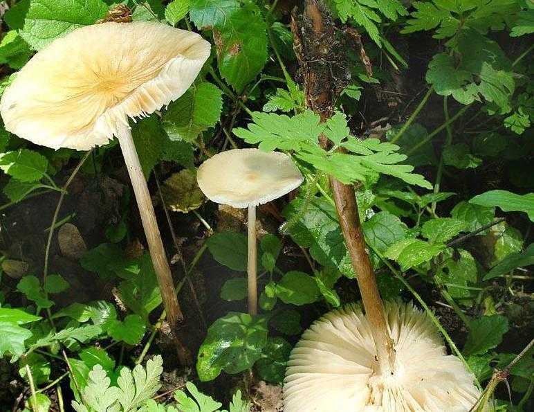 Ксерула корневая (удемансиелла, hymenopellisradicata): как выглядят грибы, где и как растут, съедобны или нет