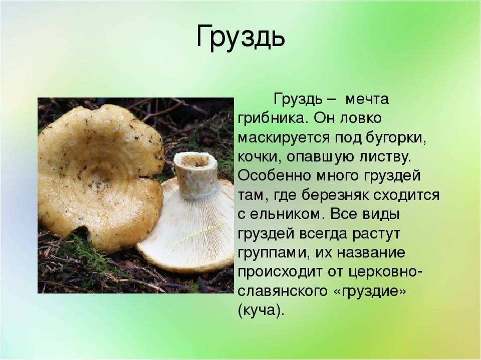 Грибы под елью - какие грибы искать около ели в лесу?