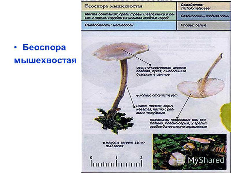 Стробилюрус съедобный (strobilurus esculentus): описание гриба с фото