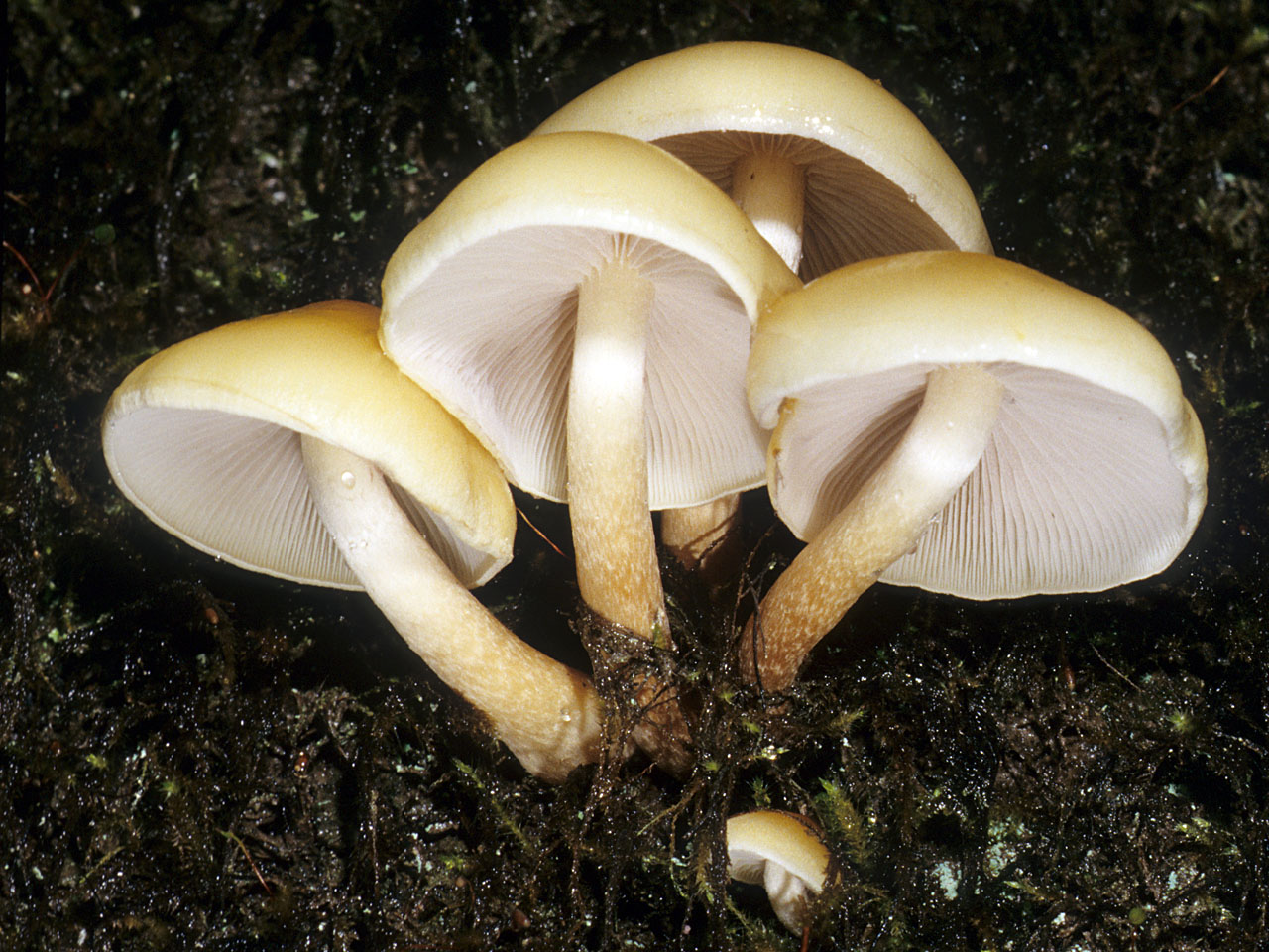 Ложный опенок серопластинчатый (маковый) – энциклопедия «гриб-инфо»