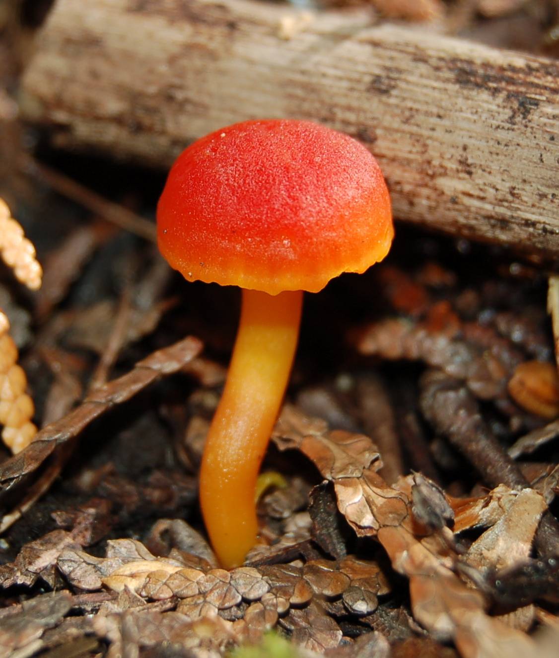 Гигроцибе (hygrocybe) – грибы сибири