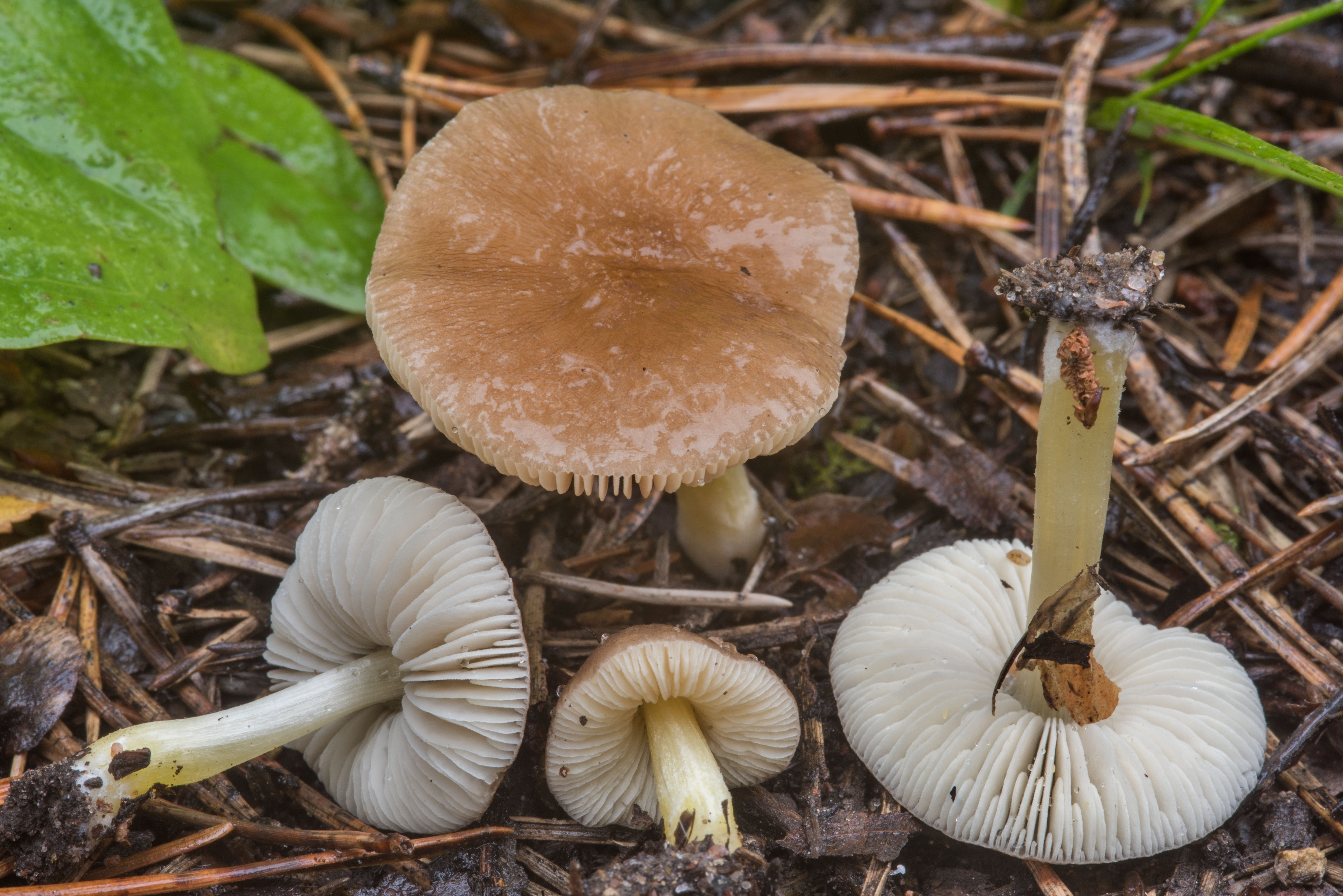 Плютей ивовый (pluteus salicinus) – грибы сибири