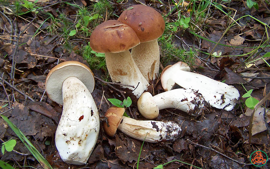 Съедобные грибы на березе. описание