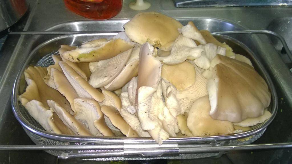 Вешенки: как чистить и мыть грибы перед приготовлением