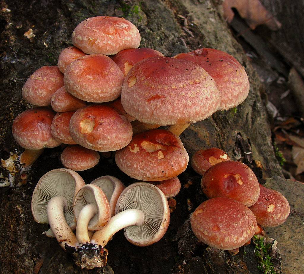 Ложный кирпично-красный опенок - грибы. описание и фото ложного опенка.