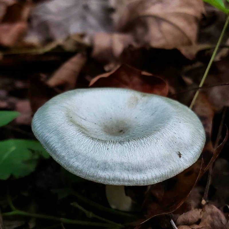 Говорушка (гриб) – виды, описание, фото, названия