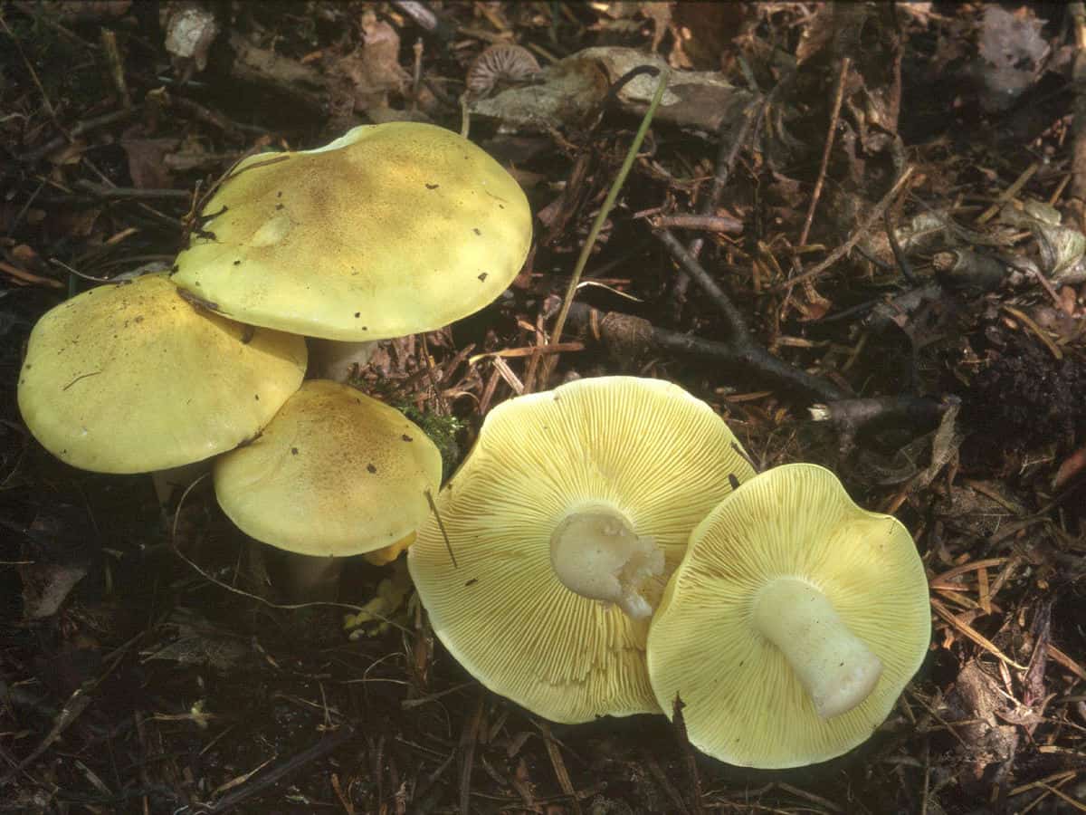 Описание и фото гриба зеленушка, способы приготовления