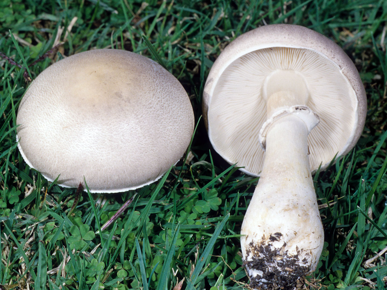 Тоже "белые", но благородства никакого. почему эти грибы так называют? | это грибы! | дзен
