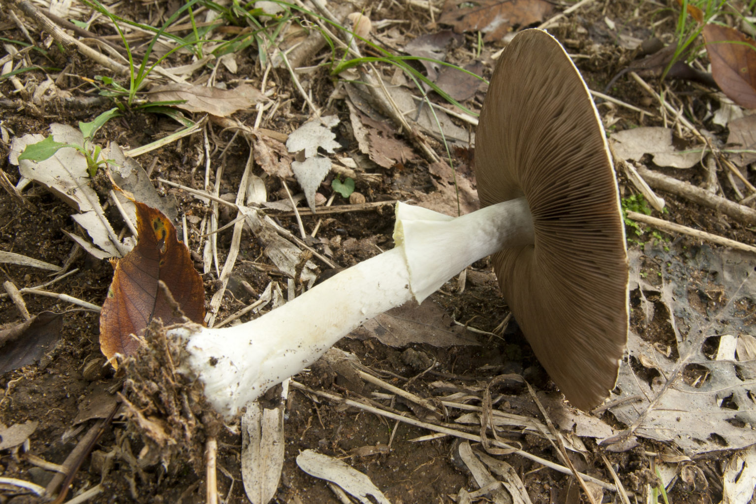 Где растут шампиньоны в дикой природе в россии в лесу и на лугу, как отличить от ложных грибов