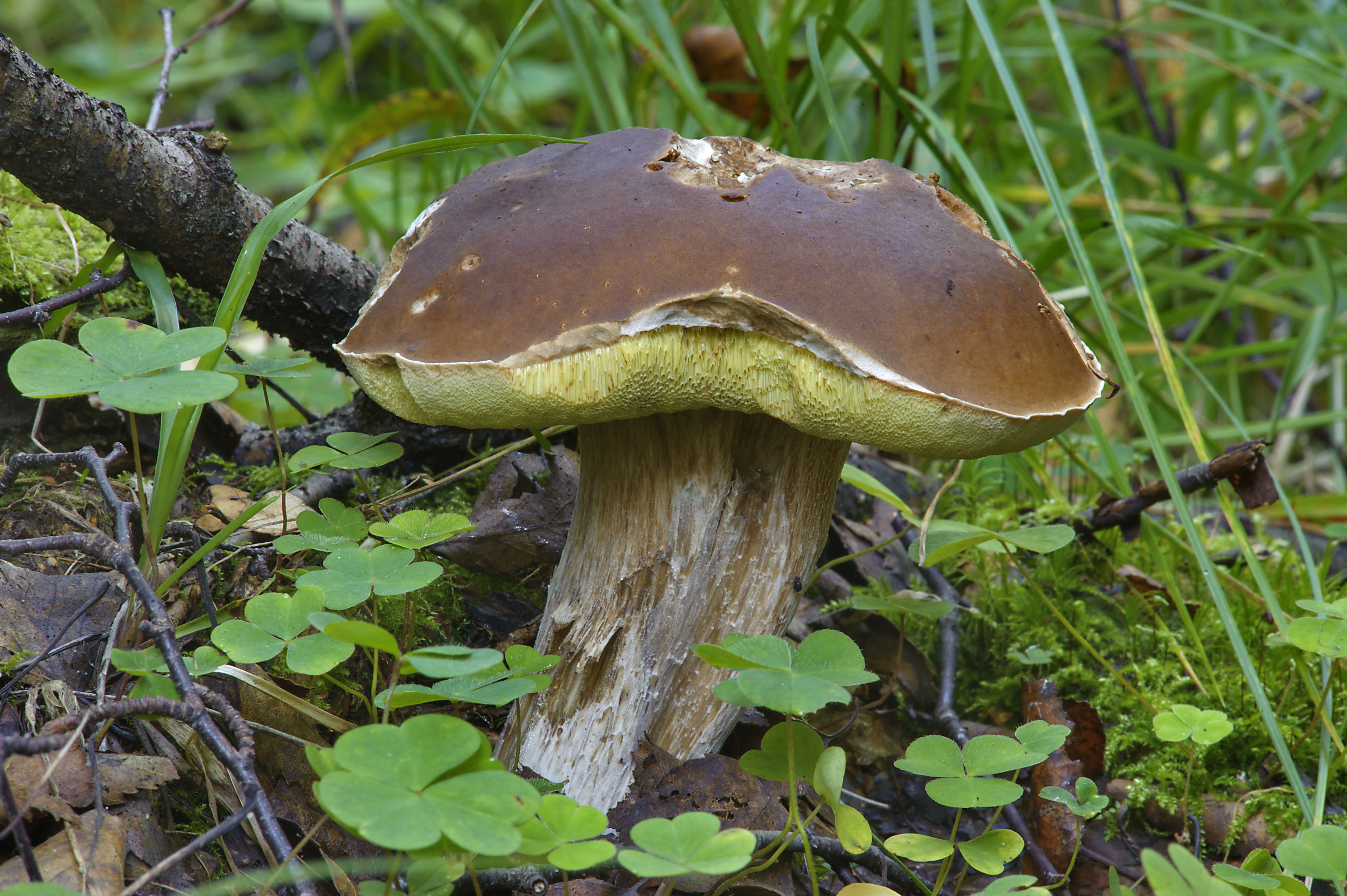 Белый гриб – король грибного царства - грибы собираем