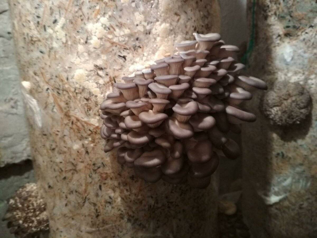 Как вырастить дома грибы: какие виды поддаются культивации, технология подготовки субстрата