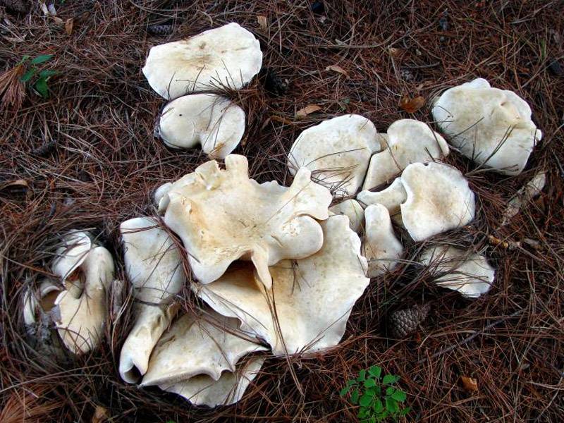 Говорушка: полезные свойства грибов и их питательная ценность, вред и противопоказания, рецепты