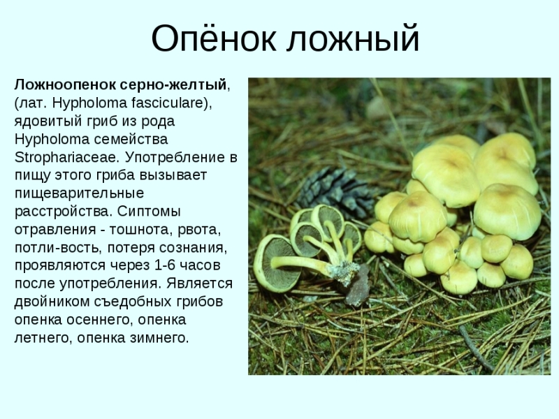 Ядовитый ложноопёнок серно-жёлтый - опасный гриб-двойник съедобных опят
