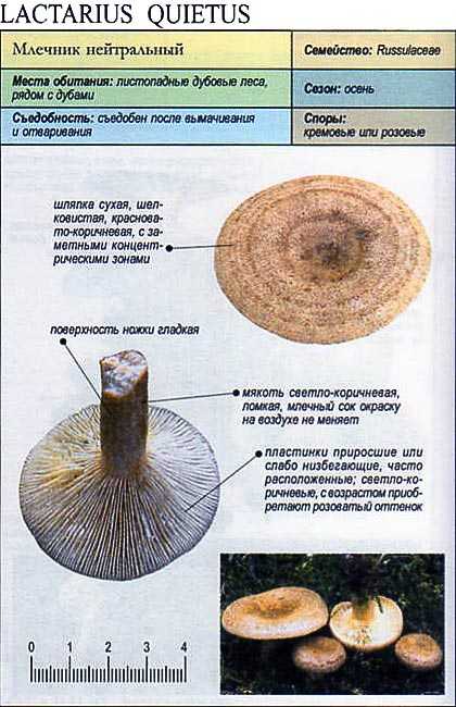 Горькушка (lactarius rufus) – грибы сибири
