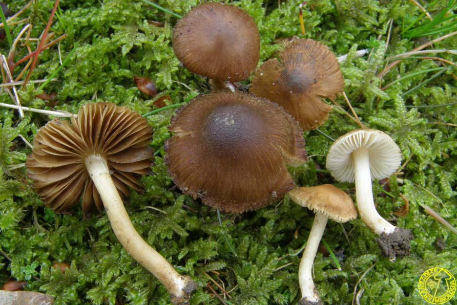 Иносперма краснеющая (inosperma erubescens) – грибы сибири
