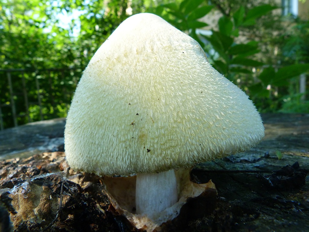 Вольвариелла слизистоголовая: описание гриба, фото