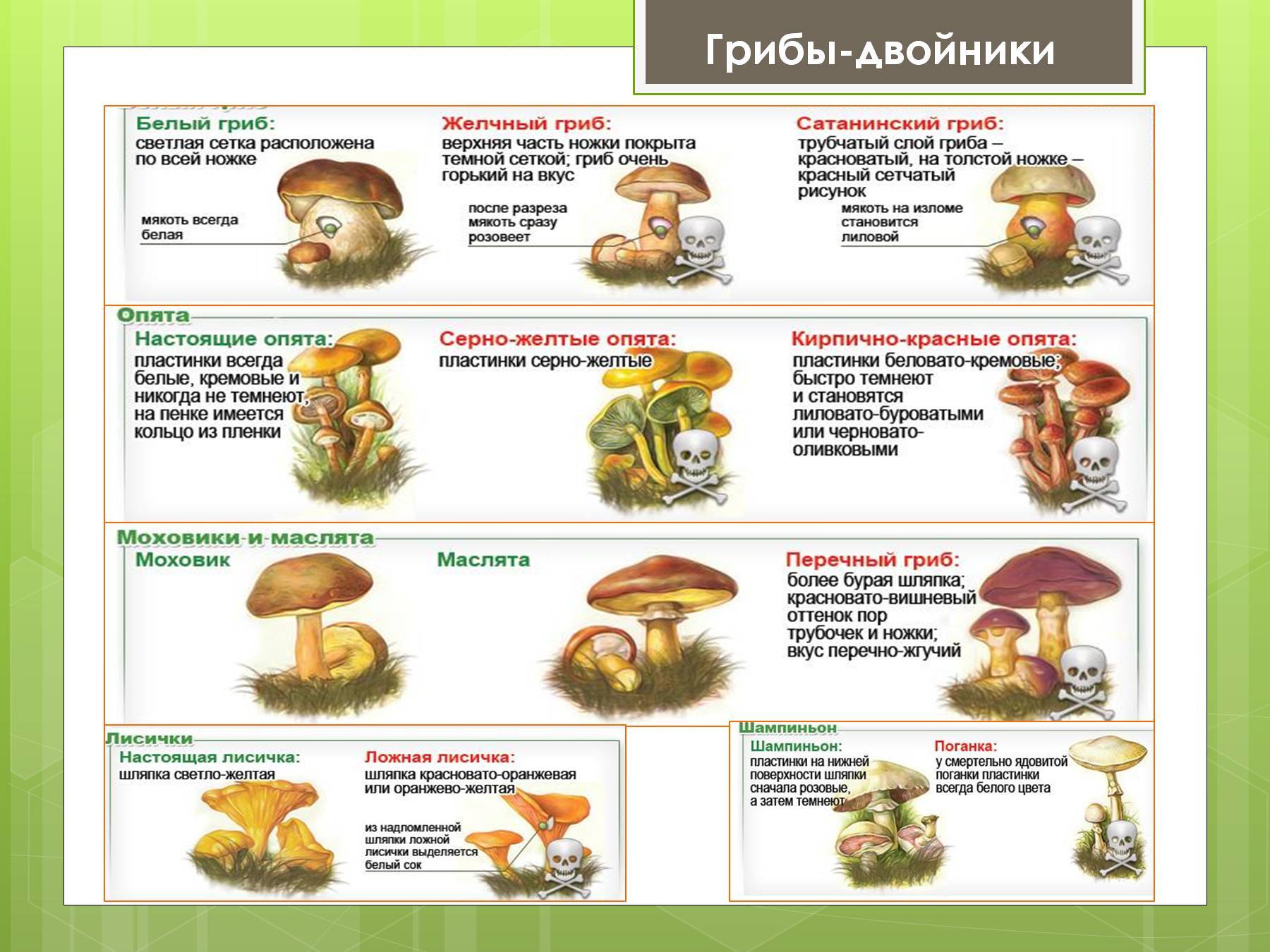 Грибы, пищевая ценность грибов, классификация и разновидности грибов, полезные и опасные качества грибов, особенности употребления, правила сбора грибов