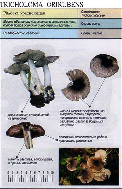Рядовка обутая: фото и описание гриба, места произрастания