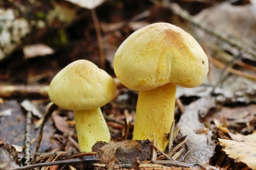 Серый гриб: фото и описание разновидностей