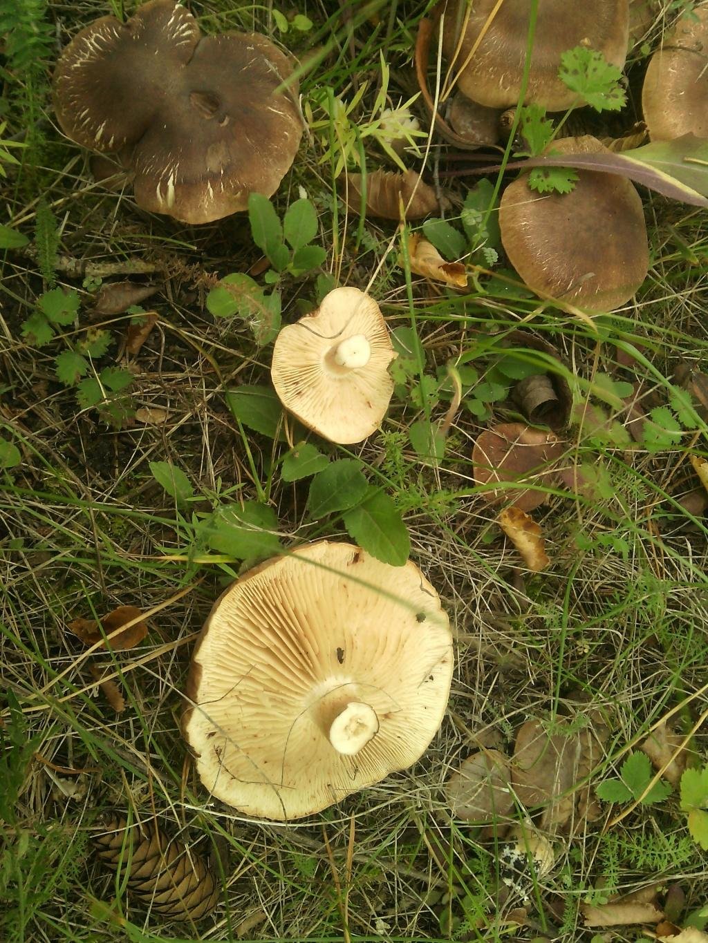 Мацутаке (tricholoma matsutake) – грибы сибири