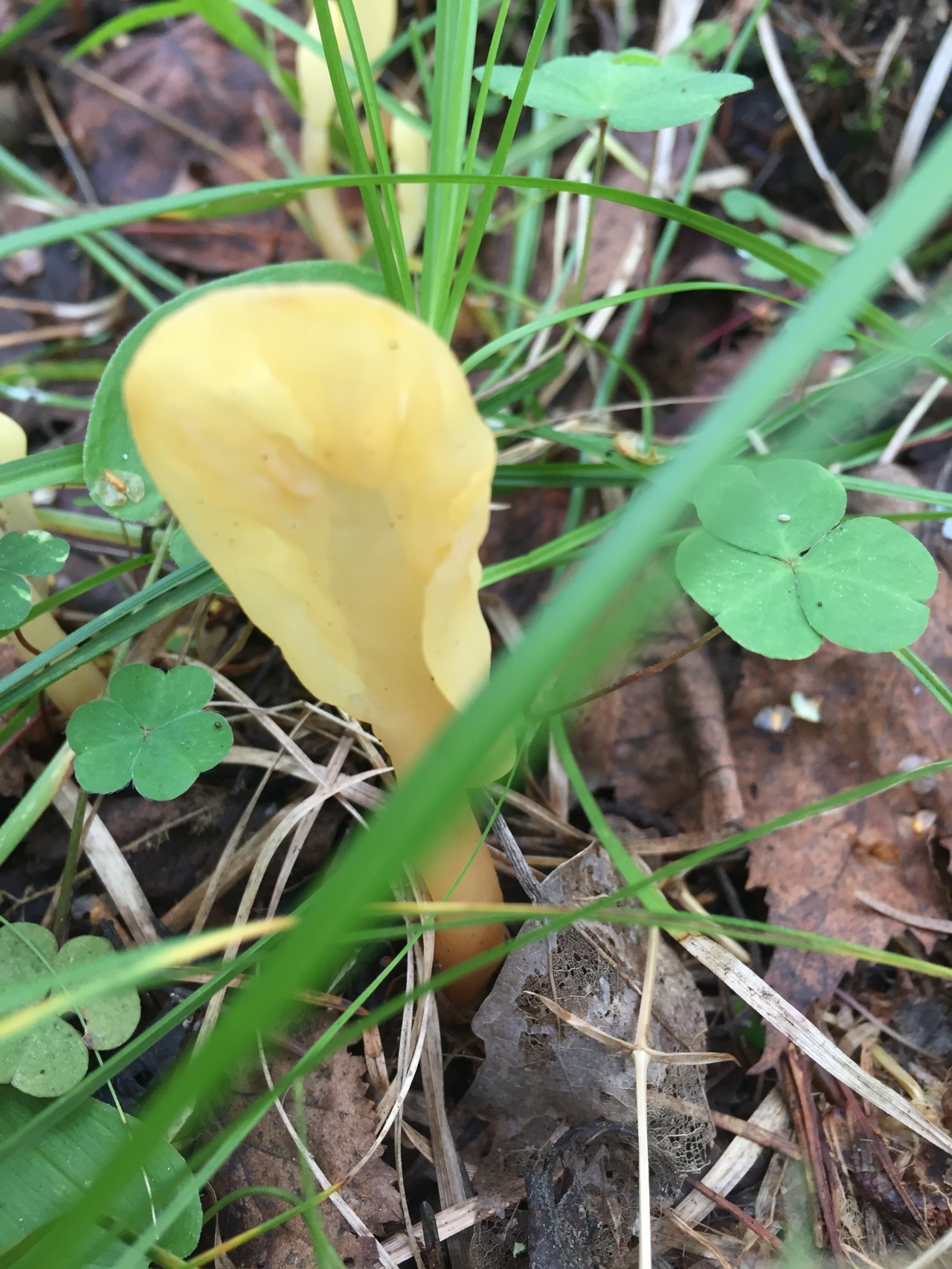 Спатулярия желтоватая (spathularia flavida)
