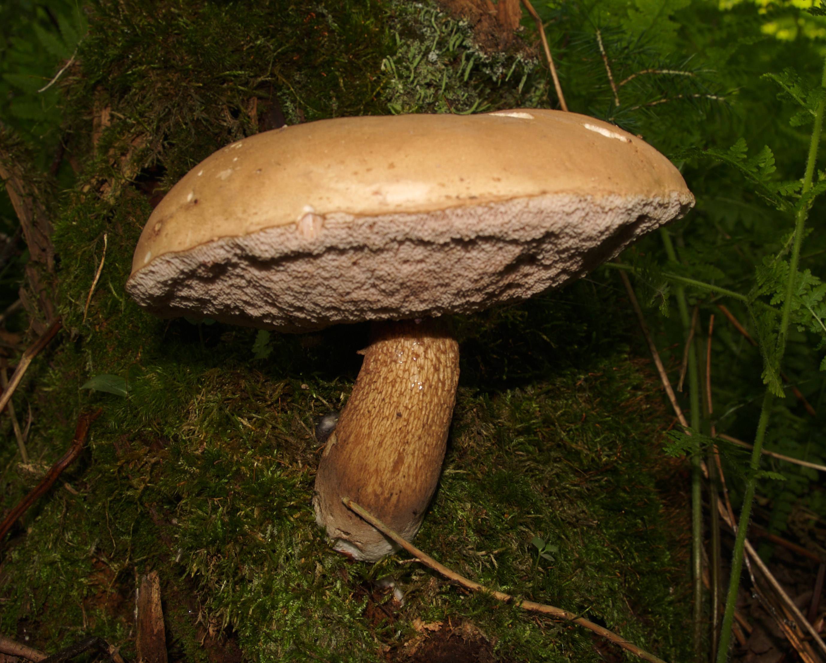 Ложный белый гриб: фото и описание, отличия от настоящего