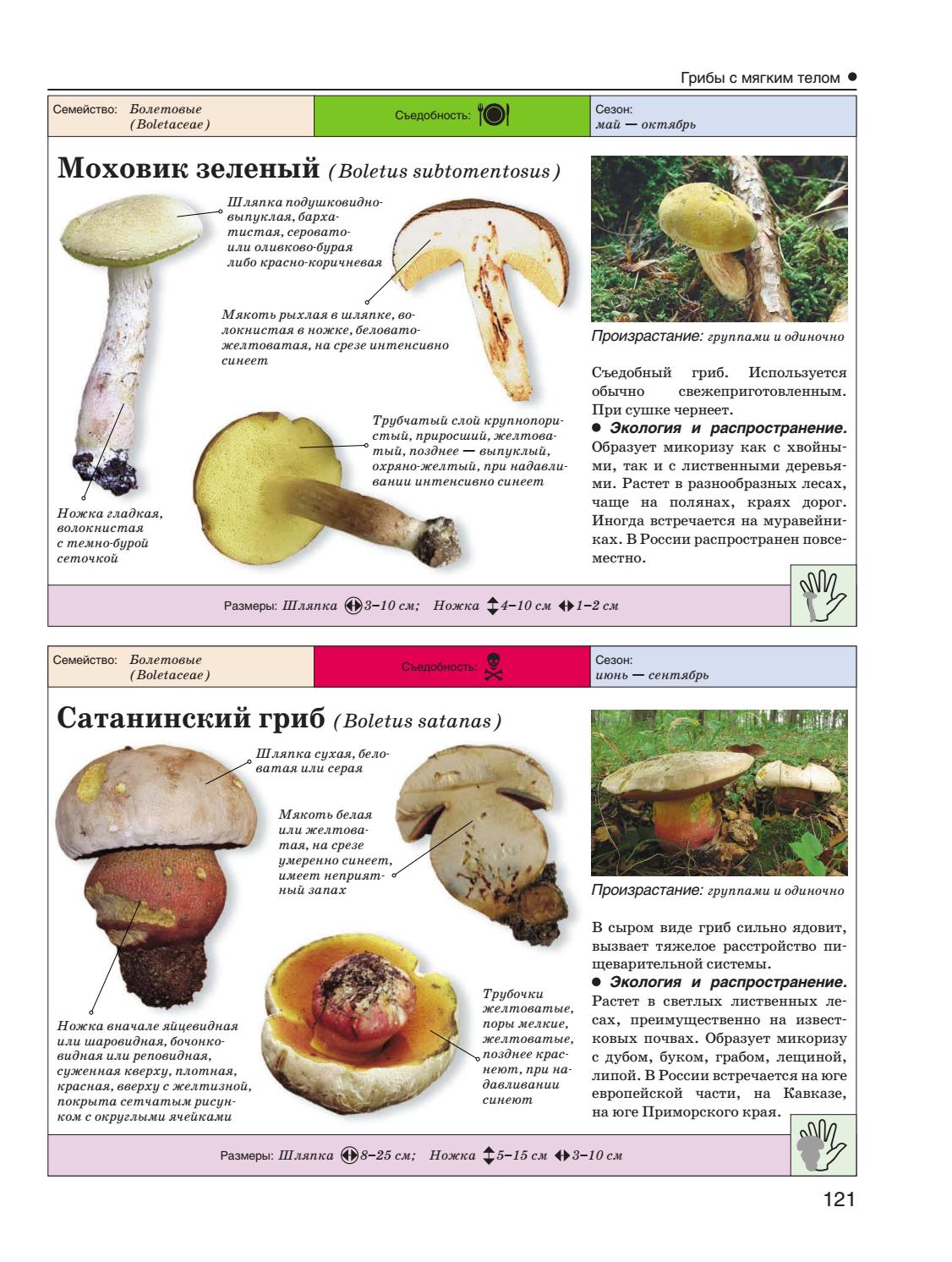 Пластинчатые грибы - примеры съедобных и ядовитых грибов, фото с названиями и описанием