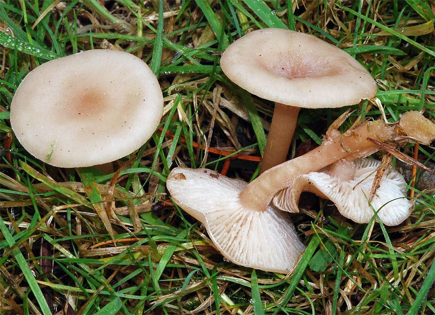 Съедобные грибы саратовской области: описание, особенности и отзывы