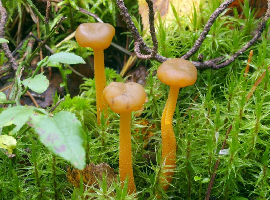 Леоция студенистая – гриб, наполненный слизью — викигриб