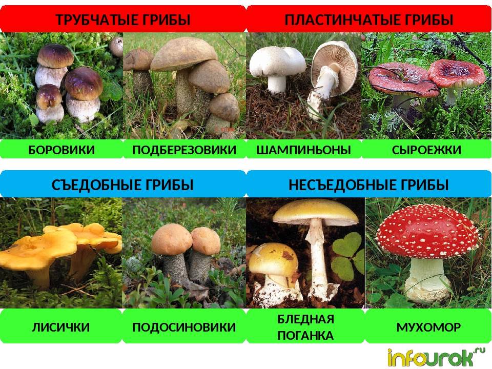 Трубчатые грибы - съедобные и ядовитые примеры с фото и названиями
