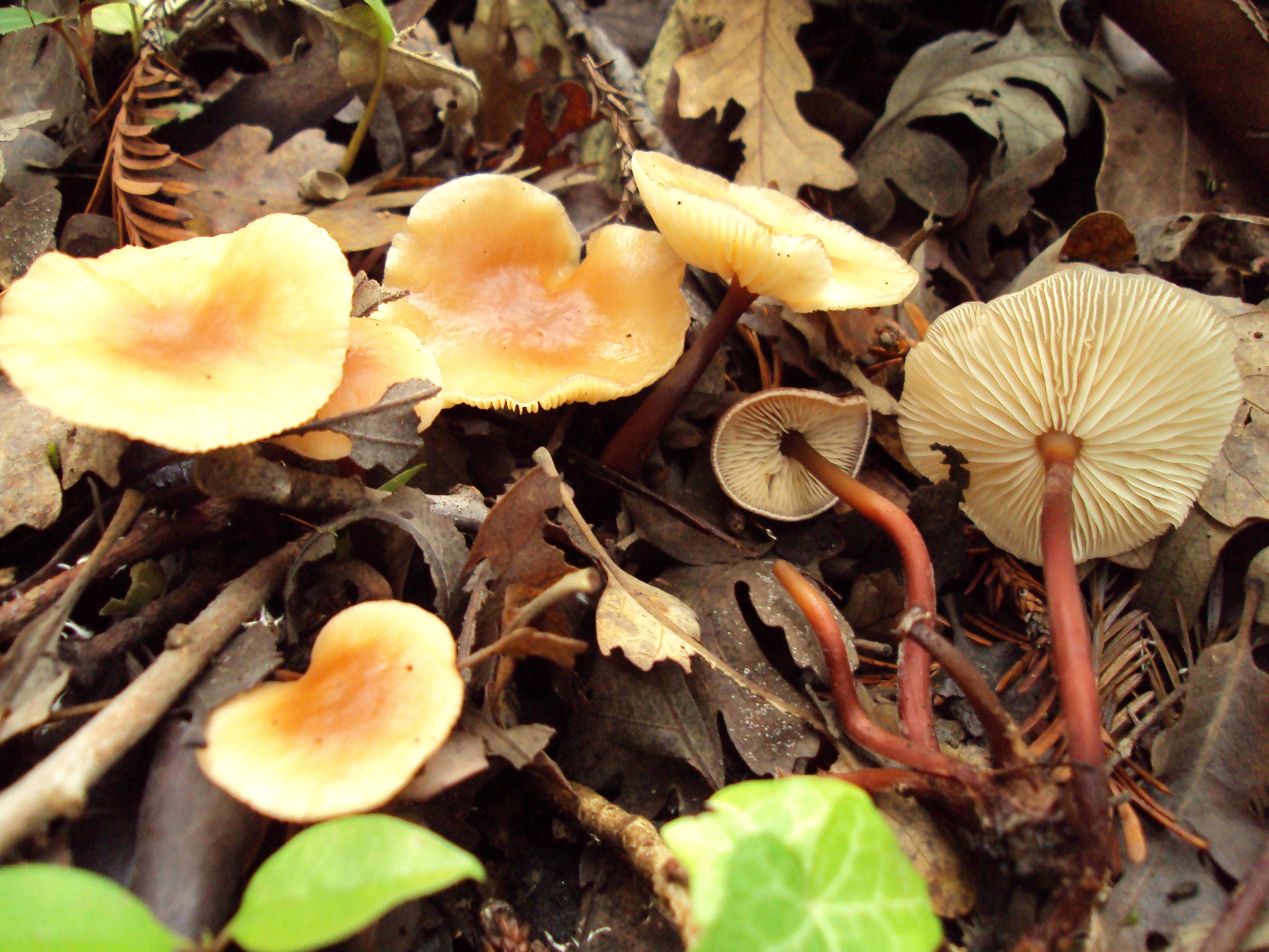 Ложноопенок серно-жёлтый (hypholoma fasciculare): фото, описание и отличие от других грибов