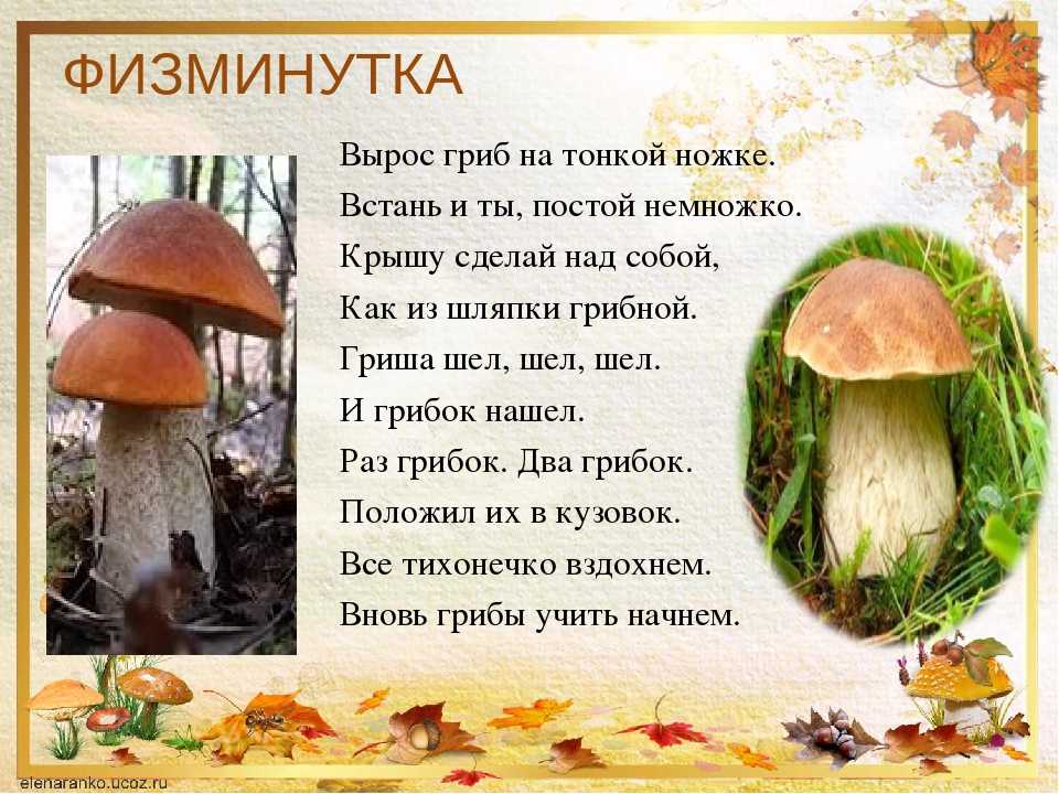 Группа грибы текст