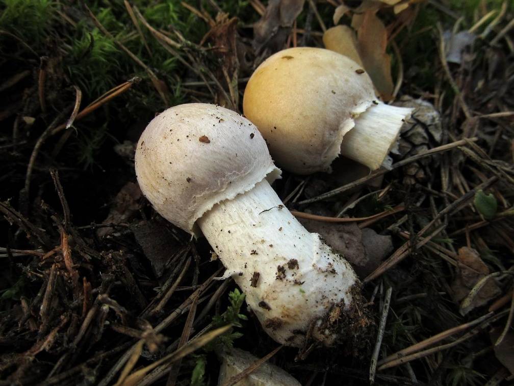 Какие грибы можно есть в сыром виде. можно ли есть сырые шампиньоны