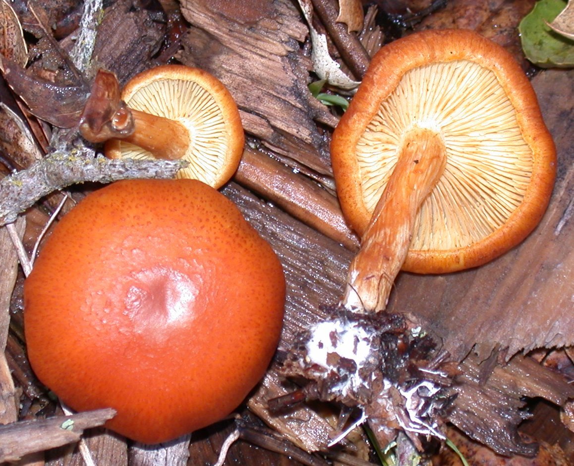 Опенок весенний или коллибия лесолюбивая (gymnopus dryophilus): описание, фото и как готовить этот гриб