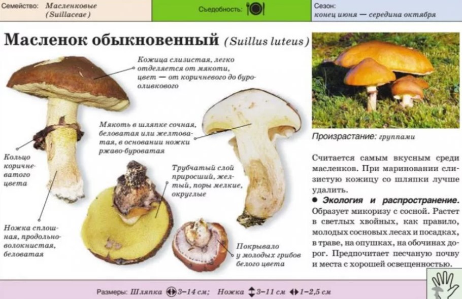 Маслёнок лиственничный (suillus grevillei): фото и описание гриба