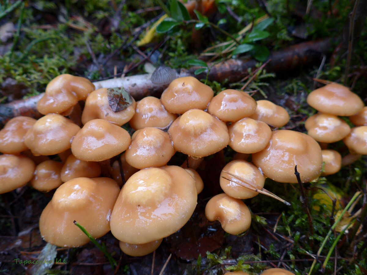 Колпачки грибы