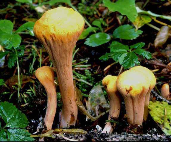 Особенности условно-съедобного гриба рогатик булавовидный. места распространения и описание рогатика пестикового