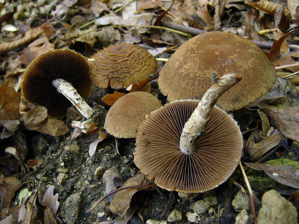 Псатирелла (гриб). описание, фото и виды