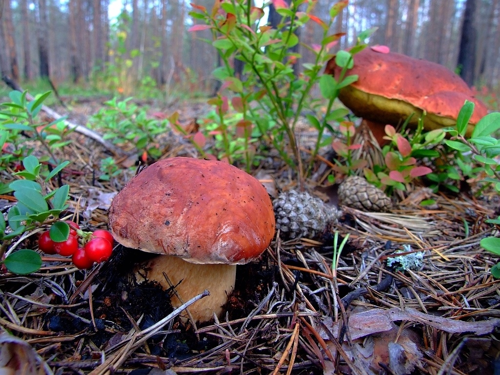 Как выглядит гриб боровик: разновидности и описание, отличия от белого, использование в медицине и выращивание
