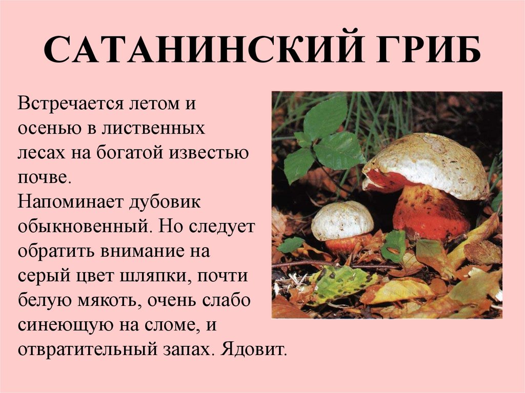 Сатанинский гриб - ядовитые грибы. описание и фото сатанинского гриба.