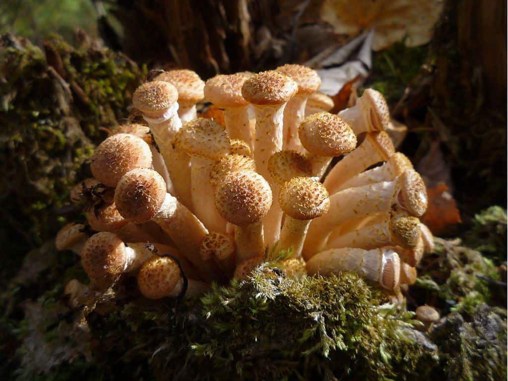 Опенок осенний. опасные двойники данного гриба. когда и где растет осенний опенок