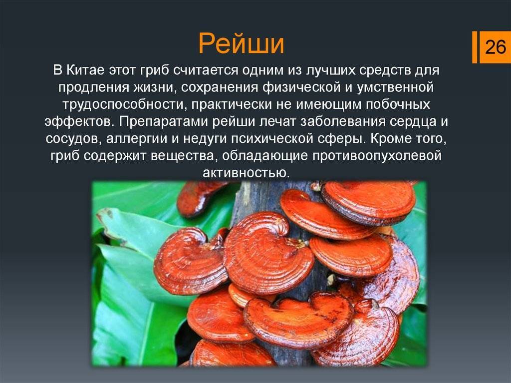 Трутовик лакированный (ganoderma lucidum): уникальный лечебный гриб
