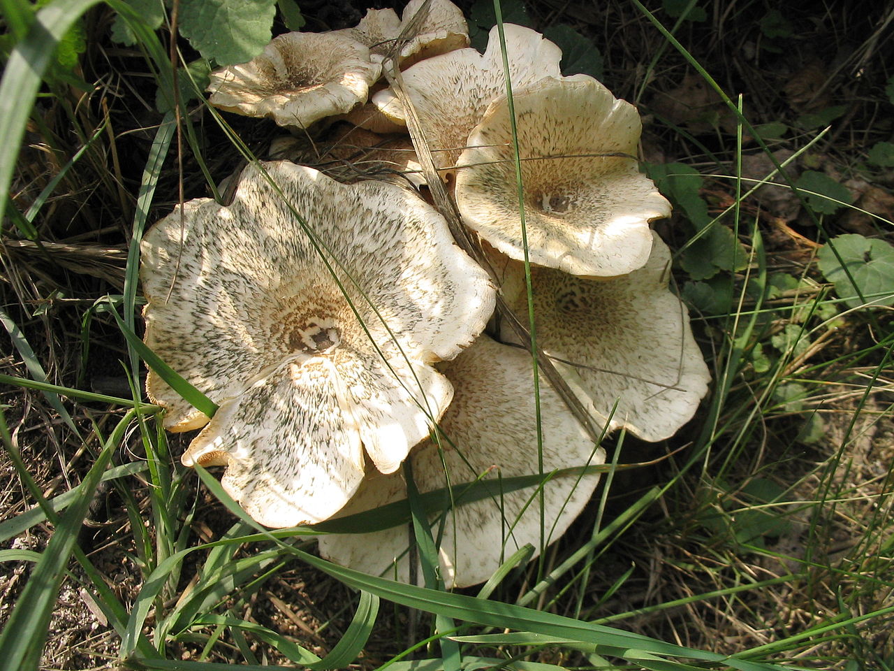Где растет и стоит ли внимания шпальный гриб?