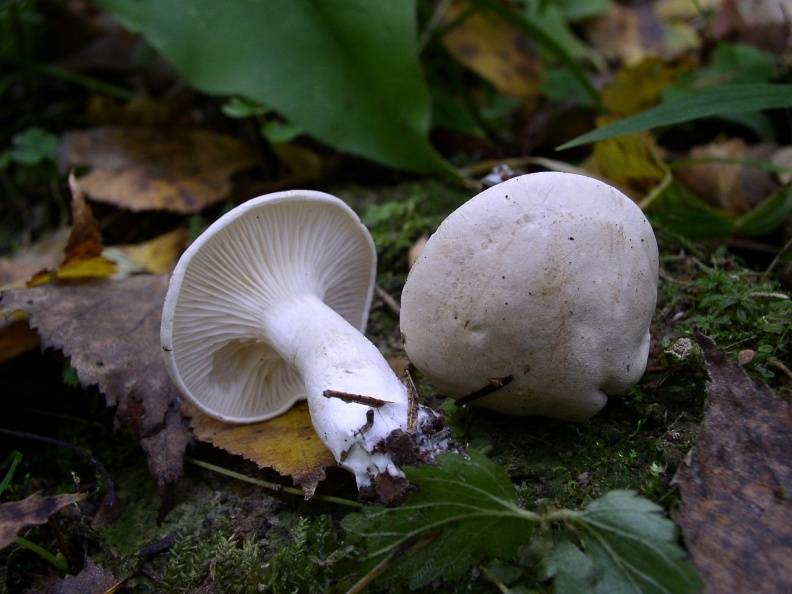 Чем отличаются съедобные говорушки от ложных грибов