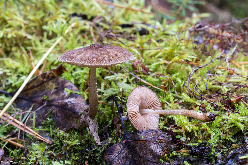 Плютей олений (pluteus cervinus): фото, описание, как готовить и чем пахнет этот гриб
