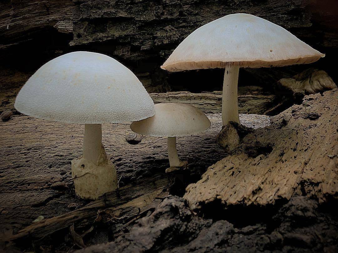 Съедобный гриб вольвариелла, фото вольвариеллы красивой и шелковистой