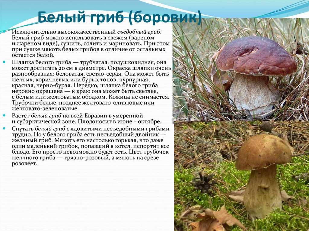Белый гриб – описание, виды, где растет, польза, вред, фото